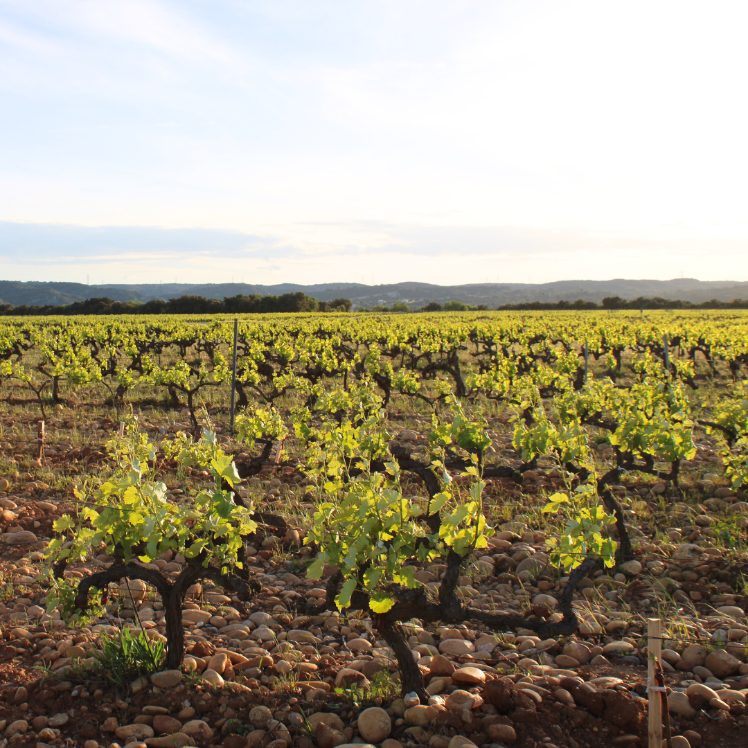 Red Wine | Côtes du Rhône 2020 "Meet Marine"