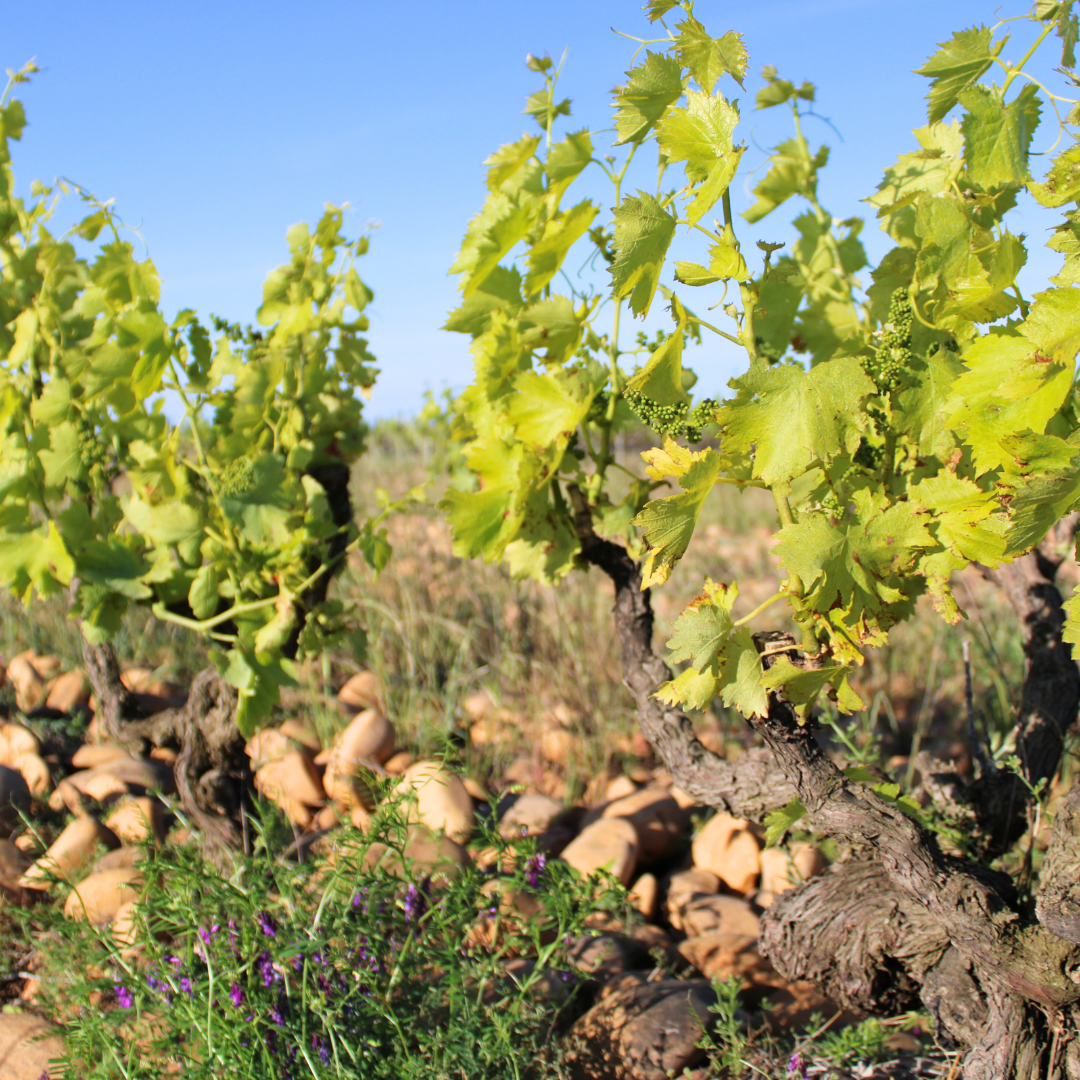 Vineyard with grapevines and rocks under a clear blue sky